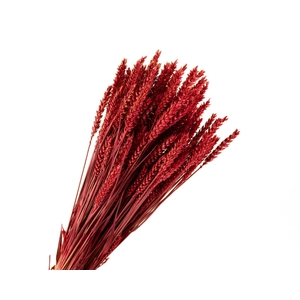 Tarwe Red
