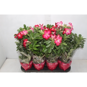 ROSA DO DESERTO P15 COM FLOR