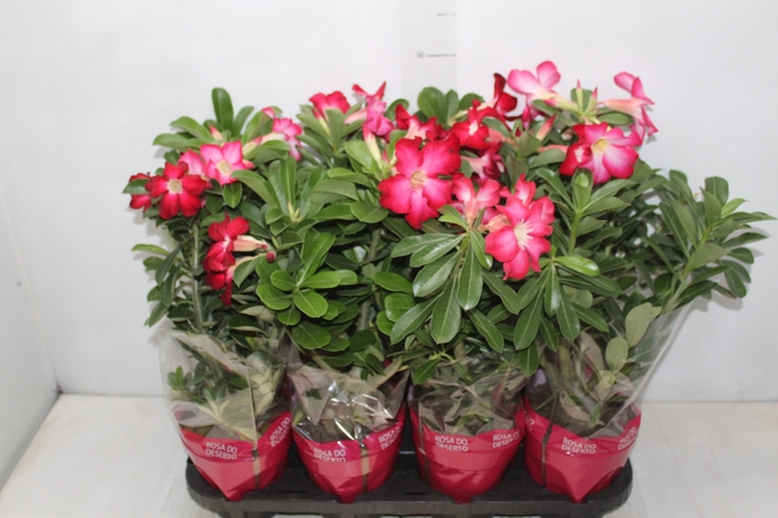 ROSA DO DESERTO P15 COM FLOR