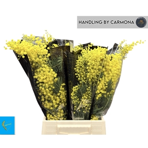 ACACIA BAILEYA BL BS