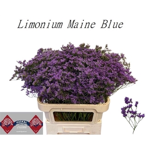 Lim Maine Blue