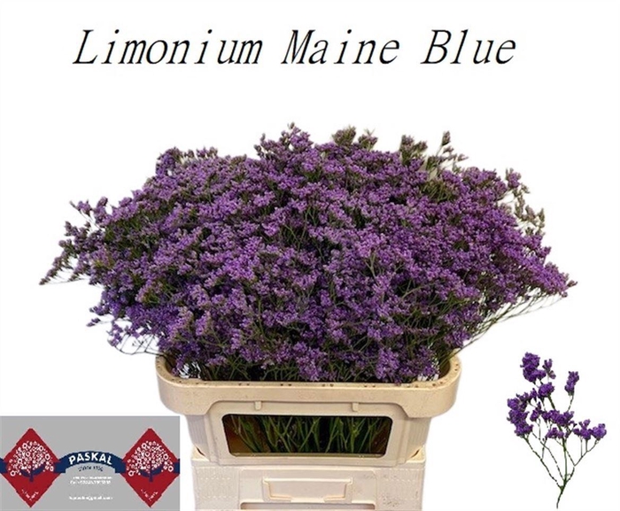 <h4>LIM MAINE BLUE</h4>