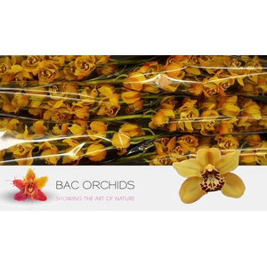 CYMB T AUSTRAL TIGER