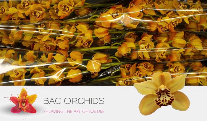 <h4>CYMB T AUSTRAL TIGER</h4>