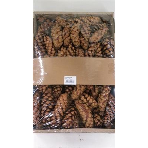 K.STROBUS NATUREL X50 KERST