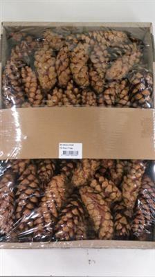 <h4>K.STROBUS NATUREL X50 KERST</h4>