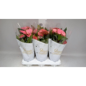 Anthurium andr. 'Sweet Dream'