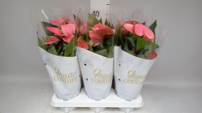 <h4>Anthurium andr. 'Sweet Dream'</h4>