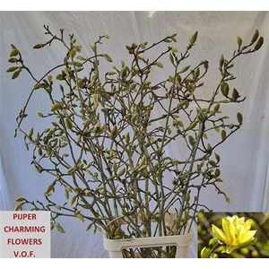 Magnolia Grandi Yellow Xl