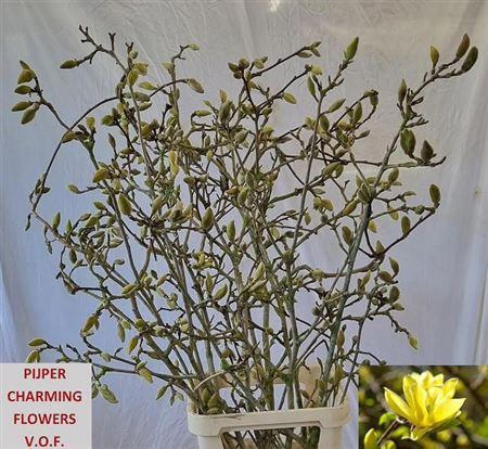 <h4>Magnolia Grandi Yellow Xl</h4>