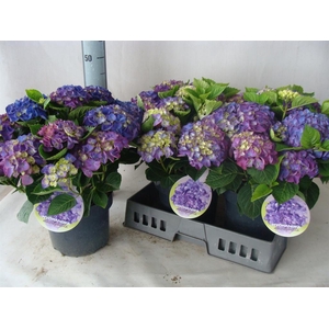 Hydrangea mac.   ...