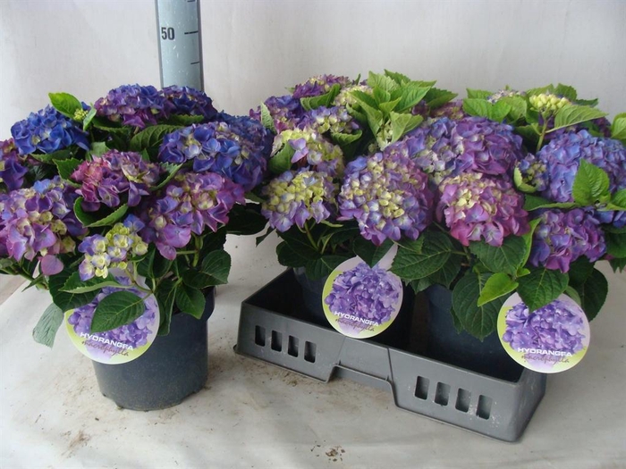 <h4>Hydrangea mac.   ...</h4>