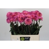 Dahlia Esli