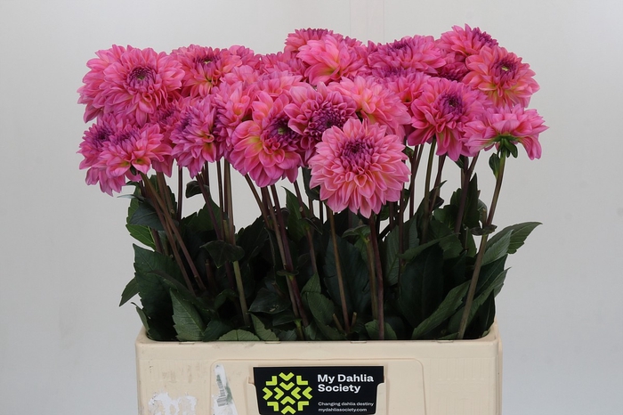 Dahlia Esli