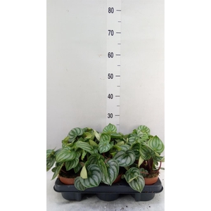 Peperomia argyreia 'Costa Rica'