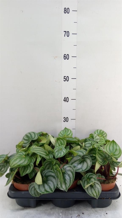 <h4>Peperomia argyreia 'Costa Rica'</h4>