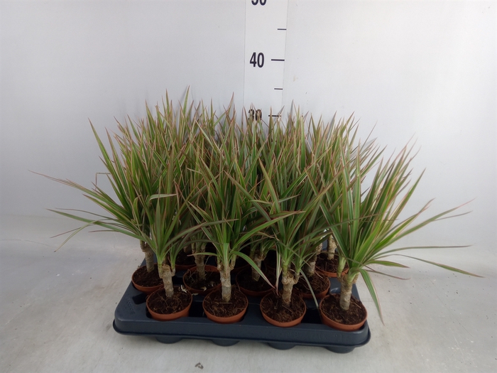 <h4>Dracaena marg. 'Bicolor'</h4>