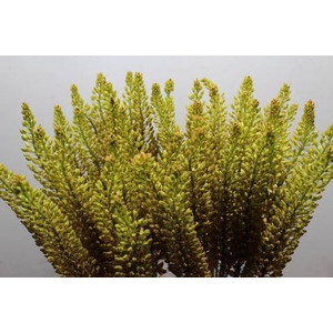 Eremurus Rumba