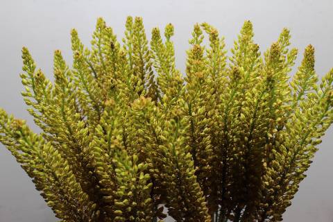 <h4>Eremurus Rumba</h4>