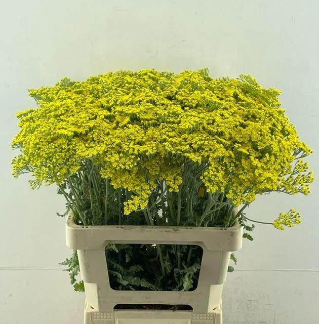 <h4>ACHIL MOONSHINE</h4>