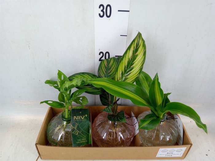 <h4>Planten  ..mix</h4>