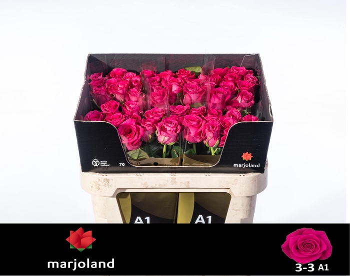 <h4>R GR XOCH! 3-3 A1</h4>