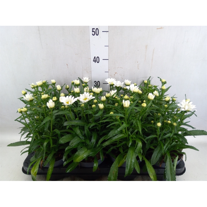 <h4>Salvia farinacea</h4>