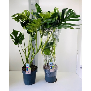 MONSTERA DELICIOSA