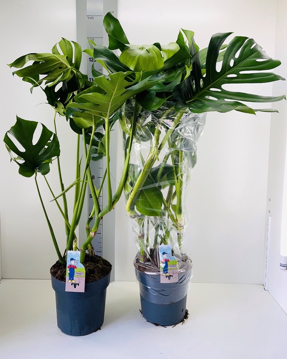 <h4>MONSTERA DELICIOSA</h4>