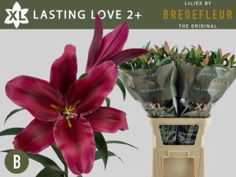 <h4>LI OT LASTING LOVE 2+</h4>