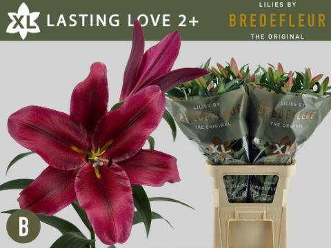 <h4>LI OT LASTING LOVE 2+</h4>