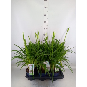 Agapanthus  'Amourette Superb Whit'