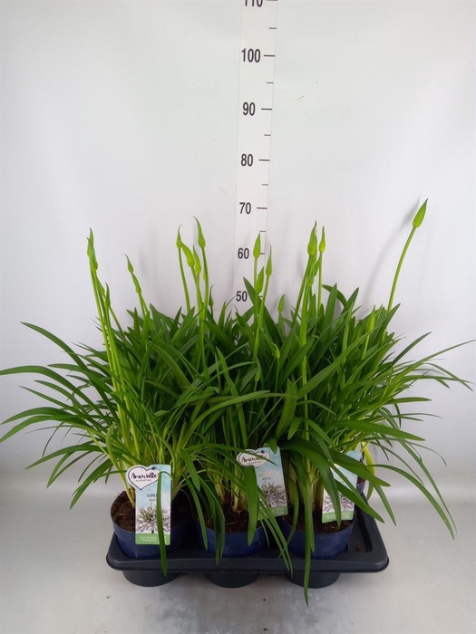 <h4>Agapanthus  'Amourette Superb Whit'</h4>
