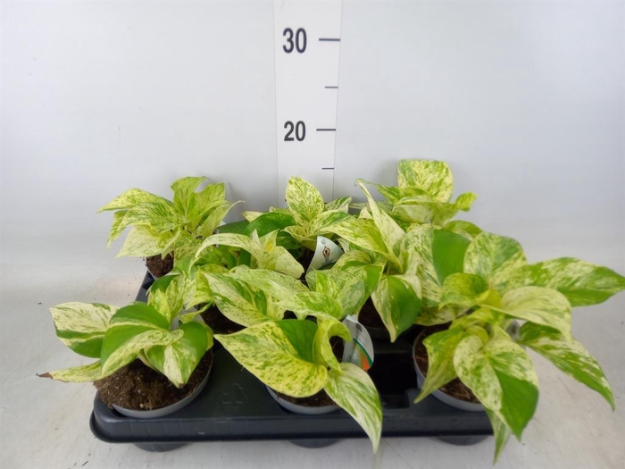 <h4>Epipremnum   ...</h4>