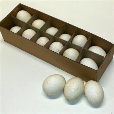 <h4>EI KALKOEN X12</h4>