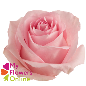 R Gr Luciano Pink 70cm EC