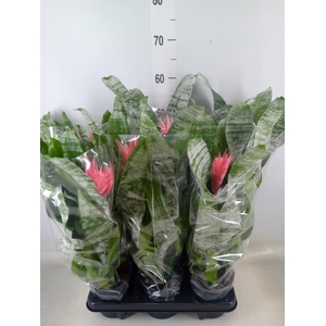 Aechmea fasciata 'Primera'