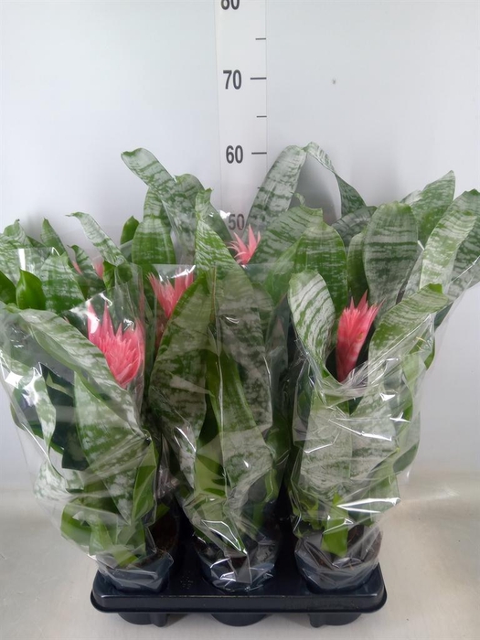 <h4>Aechmea fasciata 'Primera'</h4>