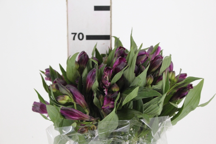 ALSTROEMERIA YAMUNA 070 CM