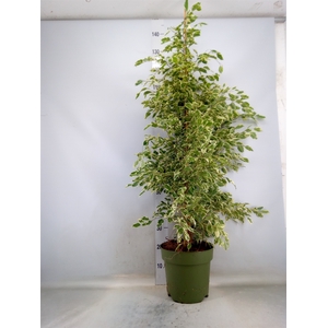 Ficus benja. 'Starlight'