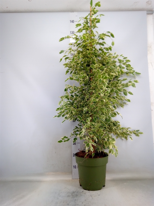 <h4>Ficus benja. 'Starlight'</h4>