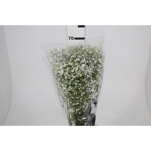 GYPSOPHILA PANICULATA PEARLS BLOSSOM 070 CM MIN 250 GRAMAS