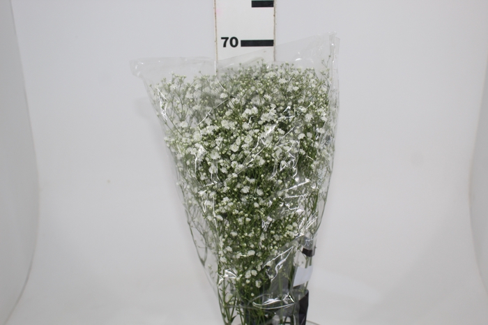 <h4>GYPSOPHILA PANICULATA PEARLS BLOSSOM 070 CM MIN 250 GRAMAS</h4>