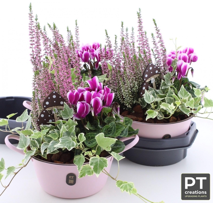<h4>ARR TUINPLANTEN</h4>