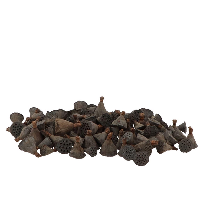 <h4>Nature Lotus Mini Natural P/200</h4>