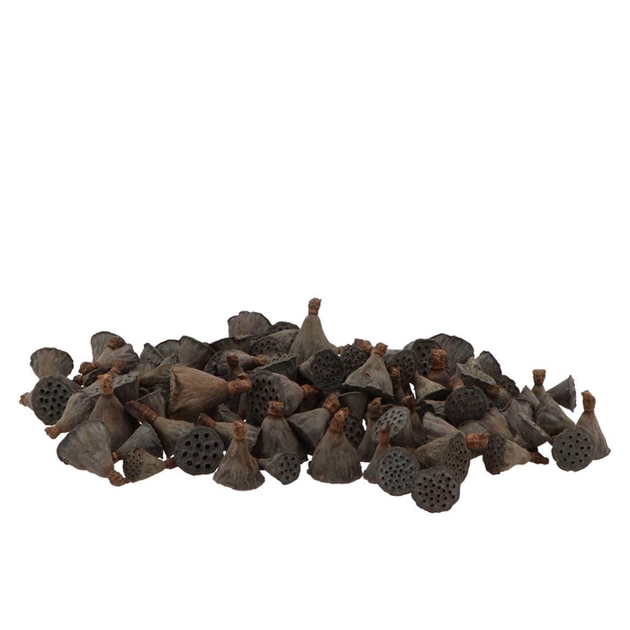 <h4>Nature Lotus Mini Natural P/200</h4>