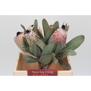 PROTEA MAGNIFICA