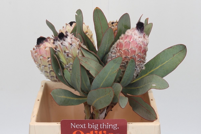 <h4>PROTEA MAGNIFICA</h4>