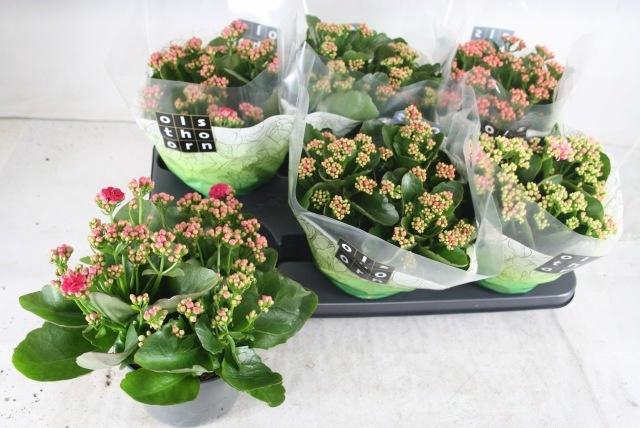 <h4>KAL GE GEM 4 KL</h4>