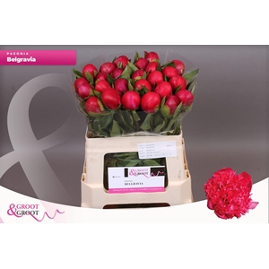Paeonia Belgravia